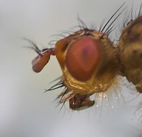 Scathophaga lutaria