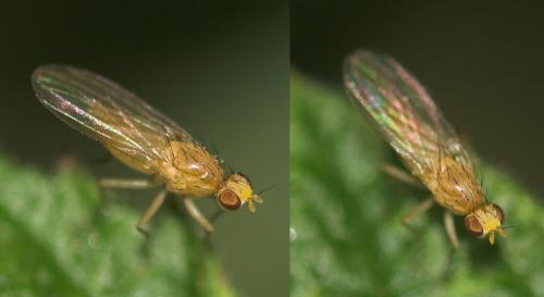 Lyciella sp.