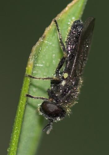 Heringia sp.