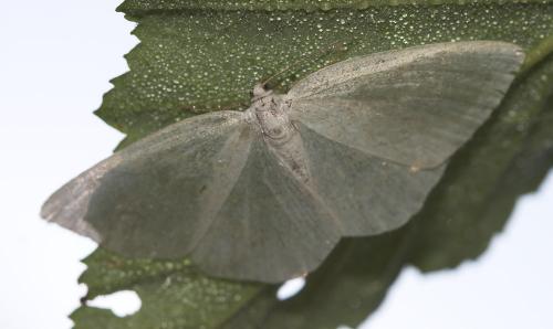 Réf. 23 226 : Cabera exanthemata