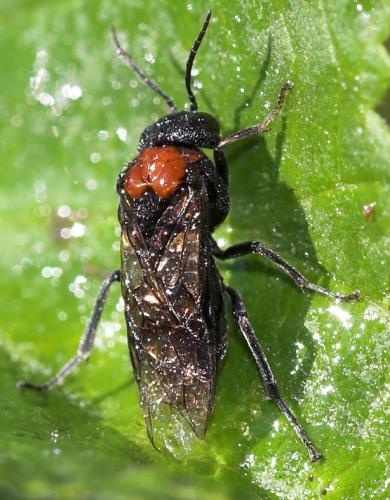 Réf. 23 217 : Eriocampa ovata