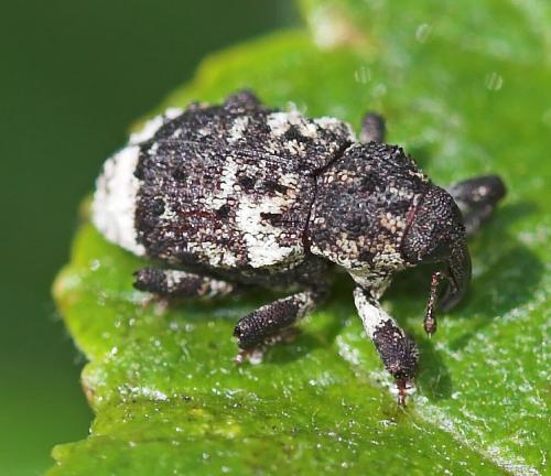 Cryptorhynchus lapathi
