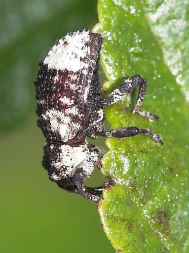 Cryptorhynchus lapathi