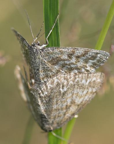 Réf. 23 175 : Scopula immorata