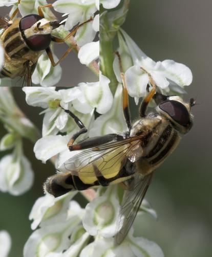 Réf. 23 071 : Helophilus trivittatus