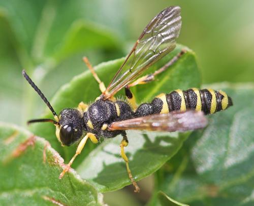 Cerceris sp.