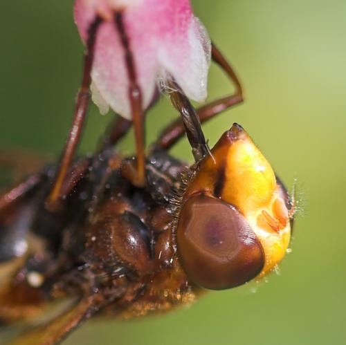 Volucella zonaria