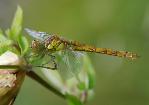Sympetrum striolatum
