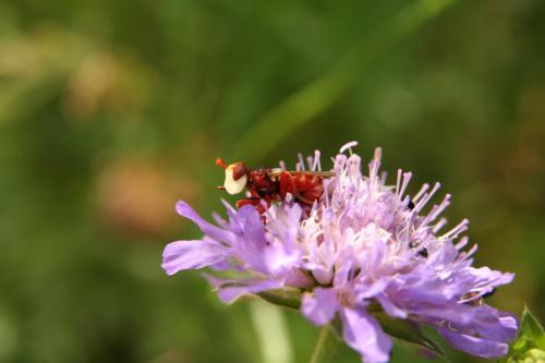 Myopa sp.