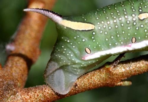 Réf. 23 894 : Hyles hippophaes