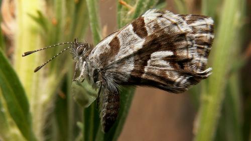 Cacyreus marshalli