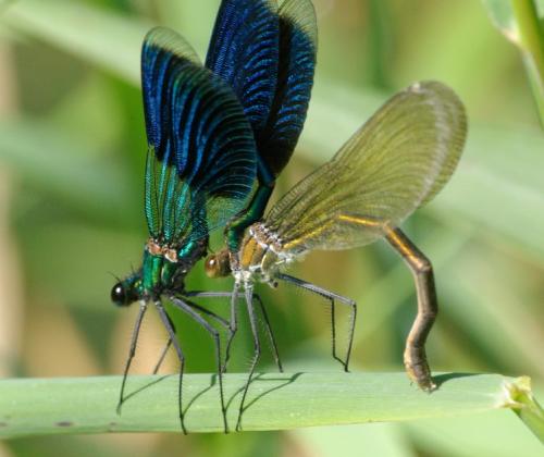 Réf. 23 393 : Calopteryx splendens
