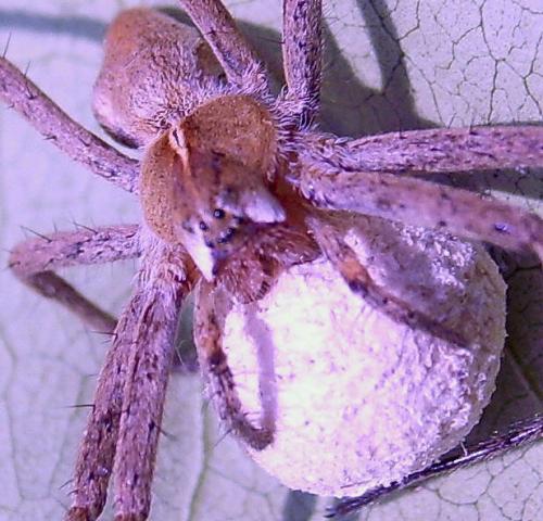 Pisaura mirabilis
