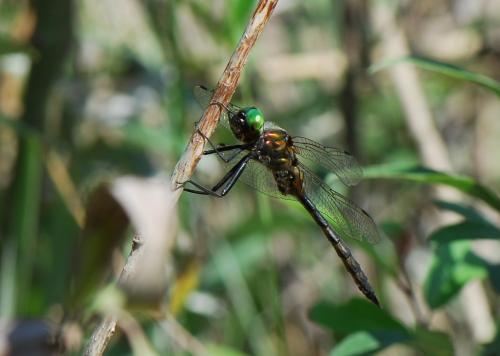 Somatochlora flavomaculata