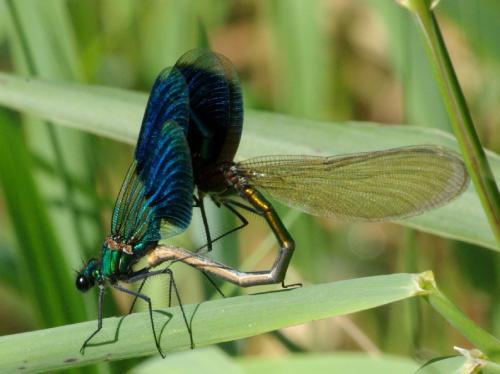 Réf. 23 394 : Calopteryx splendens