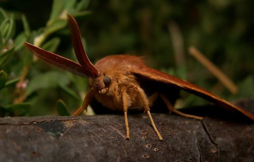 Lasiocampa quercus