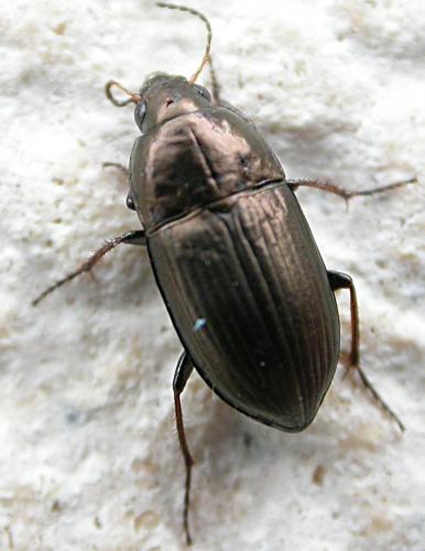Amara sp.