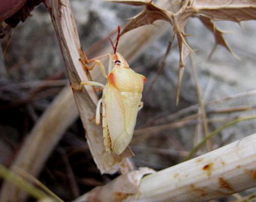 Carpocoris mediterraneus atlanticus