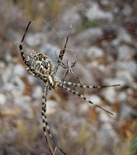 Réf. 23 441 : Argiope lobata