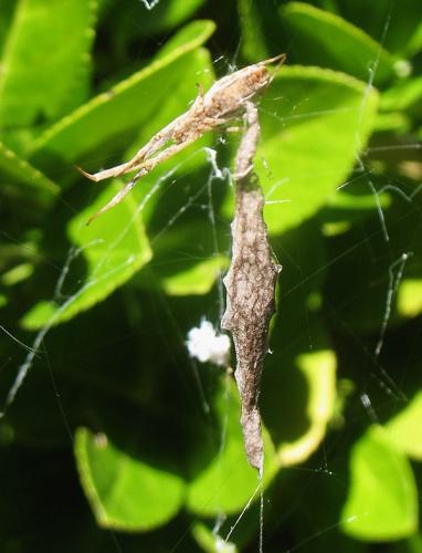 Réf. 23 171 : Uloborus walckenaerius