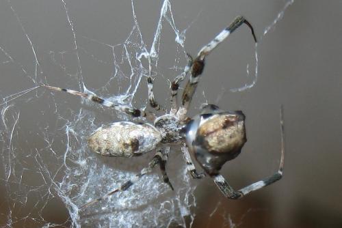Zosis geniculata