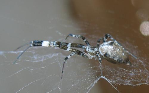 Zosis geniculata