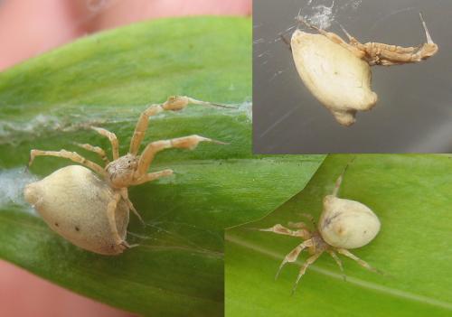 Réf. 23 073 : Uloborus plumipes