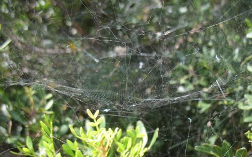 Réf. 23 574 : Cyrtophora citricola
