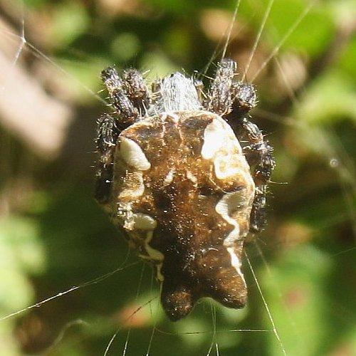 Cyrtophora citricola