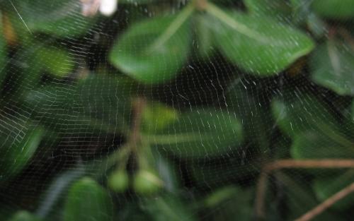 Cyrtophora citricola