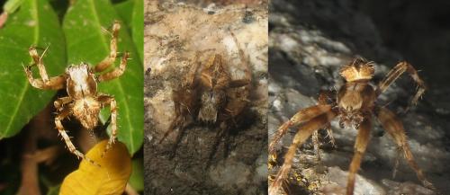 Réf. 23 236 : Neoscona subfusca