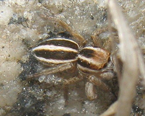 Phlegra bresnieri