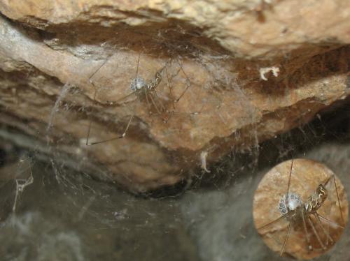 Holocnemus pluchei
