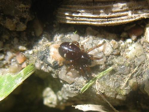 Asagena sp.