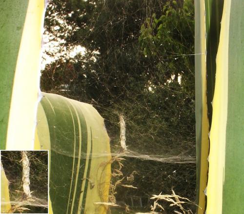 Cyrtophora citricola