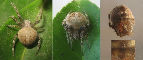 Réf. 23 420 : Neoscona subfusca