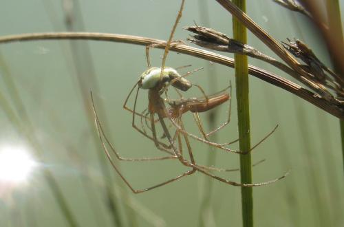 Réf. 23 716 : Tetragnatha extensa
