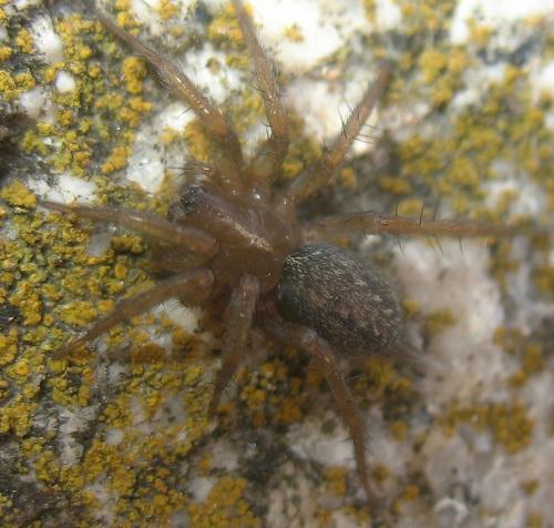 Réf. 23 650 : Lycosoides sp.