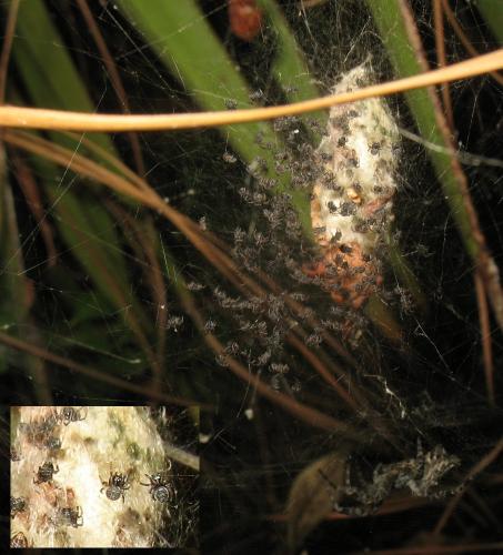 Cyrtophora citricola