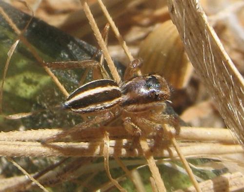 Phlegra bresnieri