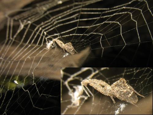 Uloborus plumipes