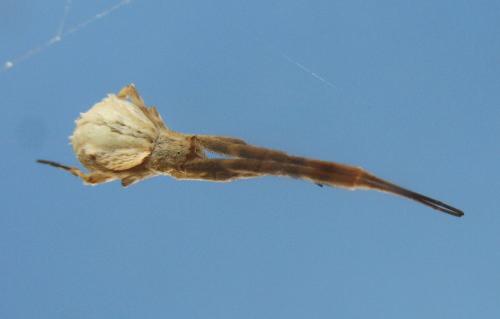 Uloborus walckenaerius