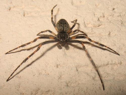 Réf. 23 957 : Nuctenea umbratica