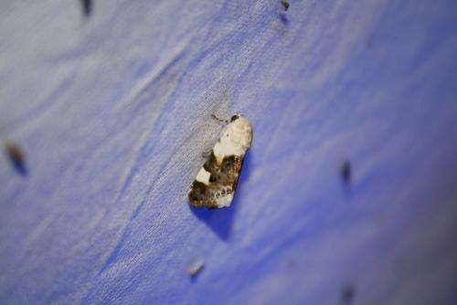Acontia lucida