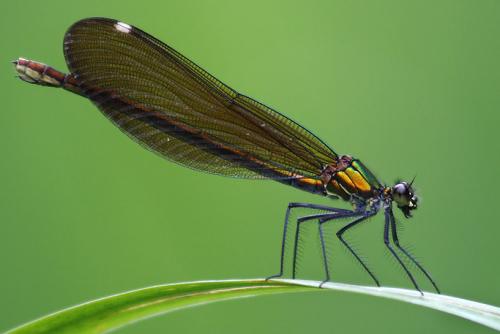 Calopteryx virgo