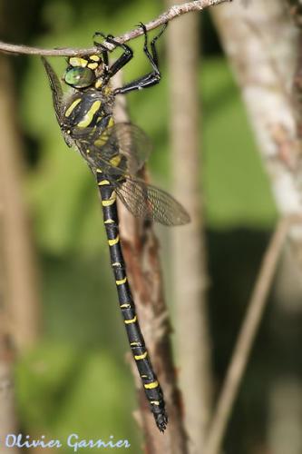 Cordulegaster boltonii