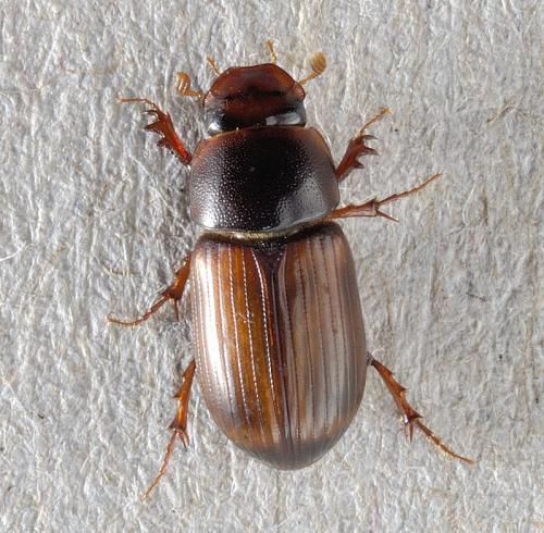 Bodilopsis sordida