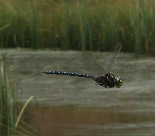Aeshna juncea