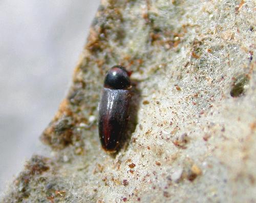 Réf. 23 524 : Abdera affinis