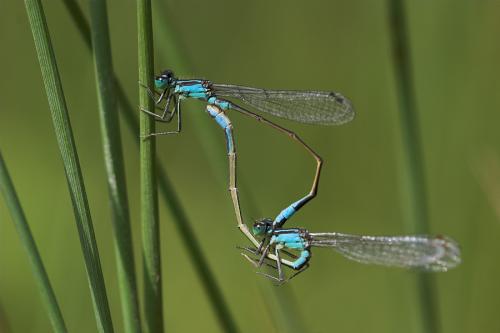 Ischnura elegans